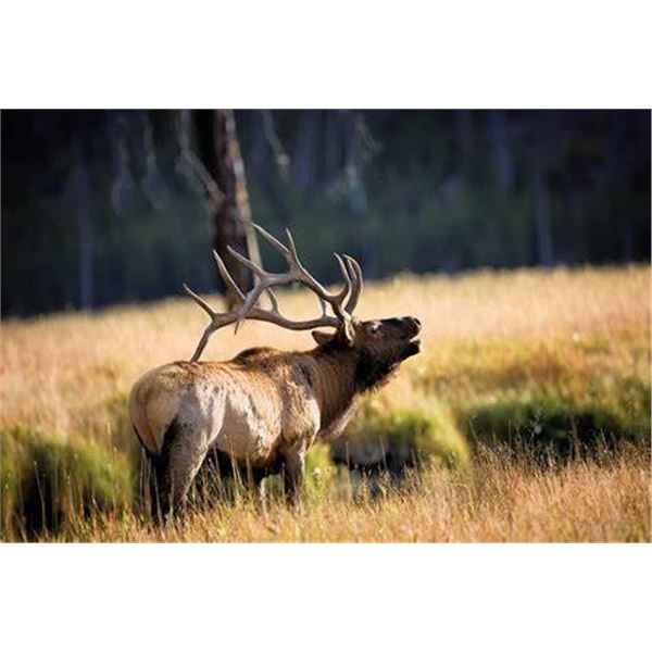2025 Wyoming Commissioners Elk, Deer or Antelope license
