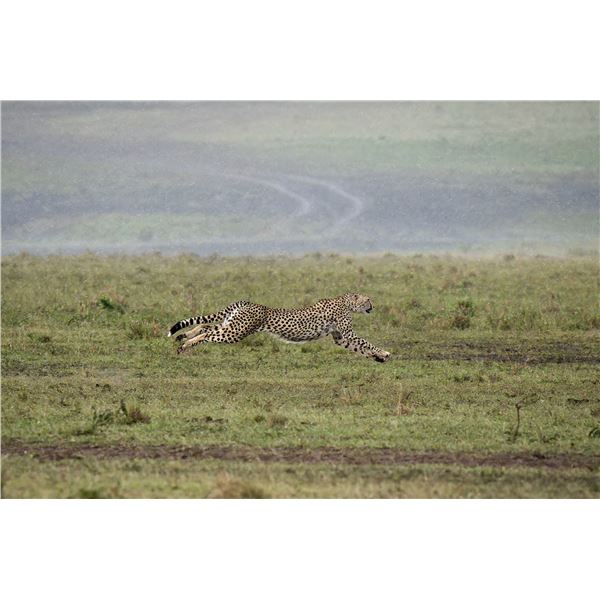 Original African Safari photo