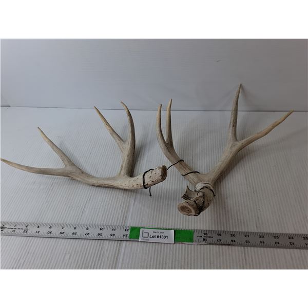 Mule Deer Antlers Up to 15" Long