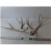 Image 1 : Mule Deer Antlers Up to 15" Long