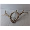 Image 2 : Mule Deer Antlers Up to 15" Long