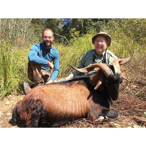 SPAIN: 2 DAY/3 NIGHT HUNT FOR BALEAREAN BOC FOR 1 HUNTER: