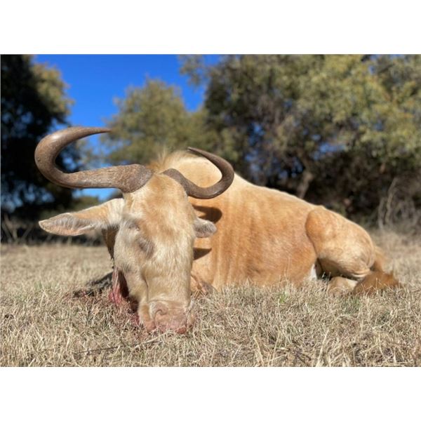 SOUTH AFRICA – 7 DAY TROPHY 5 SPECIES PLAINS GAME SAFARI FOR 1 HUNTER & 1 OBSERVER: