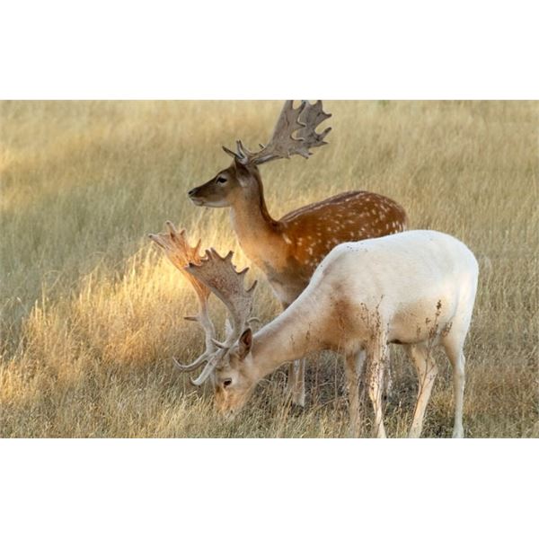 SPAIN – FALLOW DEER OR MOUFLON SHEEP OR ROE DEER HUNT FOR 1 HUNTER: