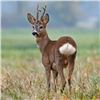 Image 3 : SPAIN – FALLOW DEER OR MOUFLON SHEEP OR ROE DEER HUNT FOR 1 HUNTER: