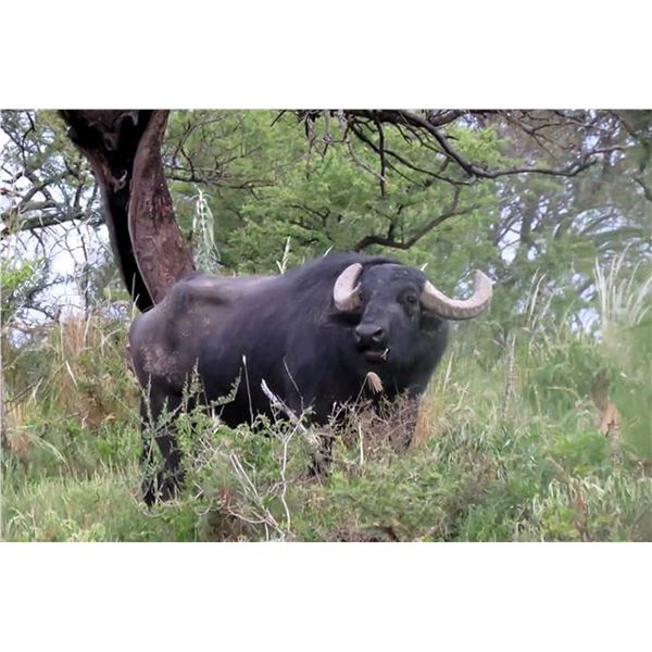ARGENTINA – 5 DAY HUNT FOR WATER BUFFALO FOR 1 HUNTER: