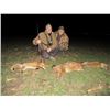 Image 2 : SERBIA – 3 DAY / 6 NIGHT SMALL PREDATOR HUNT FOR 1 HUNTERS: