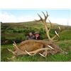 Image 2 : SCOTLAND – 7 DAY RIFLE HUNT PACKAGE FOR A RED STAG FOR 1 HUNTER:
