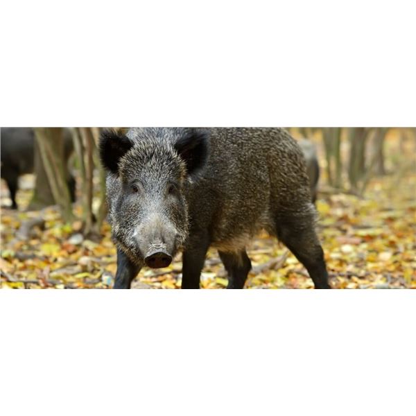 Argentina - 4 day Big Game Hunt / 1-day Fishing for Golden Dorado for two