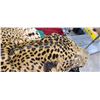 Image 10 : MOUNTED 9 FT LEOPARD RUG  MOSTLY IN GOOD SHAPE BUT EARS AND MINOR HEAD REPAIRS NEEDED