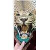 Image 14 : MOUNTED 9 FT LEOPARD RUG  MOSTLY IN GOOD SHAPE BUT EARS AND MINOR HEAD REPAIRS NEEDED