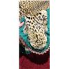 Image 18 : MOUNTED 9 FT LEOPARD RUG  MOSTLY IN GOOD SHAPE BUT EARS AND MINOR HEAD REPAIRS NEEDED