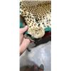 Image 21 : MOUNTED 9 FT LEOPARD RUG  MOSTLY IN GOOD SHAPE BUT EARS AND MINOR HEAD REPAIRS NEEDED