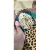 Image 26 : MOUNTED 9 FT LEOPARD RUG  MOSTLY IN GOOD SHAPE BUT EARS AND MINOR HEAD REPAIRS NEEDED