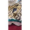 Image 6 : MOUNTED 9 FT LEOPARD RUG  MOSTLY IN GOOD SHAPE BUT EARS AND MINOR HEAD REPAIRS NEEDED