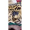 Image 7 : MOUNTED 9 FT LEOPARD RUG  MOSTLY IN GOOD SHAPE BUT EARS AND MINOR HEAD REPAIRS NEEDED