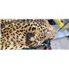 Image 9 : MOUNTED 9 FT LEOPARD RUG  MOSTLY IN GOOD SHAPE BUT EARS AND MINOR HEAD REPAIRS NEEDED