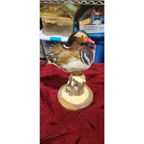MANDERIN DUCK CARVING