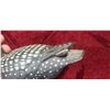 Image 15 : ASSORTED CARVINGS - LARGE LOON CARVED BY O.B. IN 93