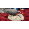 Image 3 : BLACK OYSTER CATCHER CARVING BY JACK FISHER 16"L X 10"W X 11"H - SHIPPING MAY REQUIRE EXTRA SHIPPING