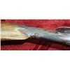 Image 15 : GODFREY AND SONS DAMASCUS PERCUSSION 10 GA 28 INCH BARREL STOCK IS REPAIRED NEED RAM ROD (35)