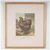 Image 1 : Cassells Poultry Book 19th-Century Chromolithograph, Partridge Cochin Hen