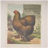 Image 2 : Cassells Poultry Book 19th-Century Chromolithograph, Partridge Cochin Hen