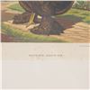 Image 3 : Cassells Poultry Book 19th-Century Chromolithograph, Partridge Cochin Hen
