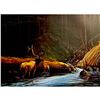 Image 2 : Bill Elliott, Lithograph The Old Bull, Signed