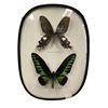 Image 1 : 2 Beautiful Taxidermy Butterflies In Shadow Box