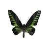Image 2 : 2 Beautiful Taxidermy Butterflies In Shadow Box