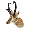 Image 1 : North American Antelope/Pronghorn Mount