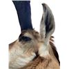 Image 2 : North American Antelope/Pronghorn Mount