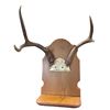 Image 1 : 6 Point White Tail European Mount