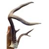 Image 2 : 6 Point White Tail European Mount
