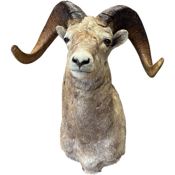 1985 Large Taxidermy Rams Head By Eric Gander & Sons