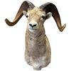 Image 1 : 1985 Large Taxidermy Rams Head By Eric Gander & Sons