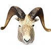 Image 2 : 1985 Large Taxidermy Rams Head By Eric Gander & Sons