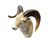 Image 3 : 1985 Large Taxidermy Rams Head By Eric Gander & Sons