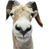 Image 8 : 1985 Large Taxidermy Rams Head By Eric Gander & Sons