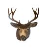 Image 1 : Vintage  Taxidermy 11 Points Deer Head