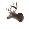 Image 2 : Vintage  Taxidermy 11 Points Deer Head
