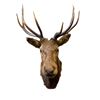 Image 2 : Beautiful Vintage 10 Points Elk Head on Plaque