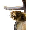 Image 8 : Beautiful Vintage 10 Points Elk Head on Plaque