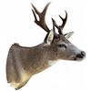 Image 1 : Vintage 9 Point Antler White Tail Deer Head From Gander's Taxidermy