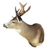 Image 2 : Vintage 9 Point Antler White Tail Deer Head From Gander's Taxidermy