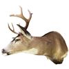 Image 1 : Vintage 10 Point Antler Deer Head From Gander's Taxidermy