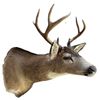 Image 2 : Vintage 10 Point Antler Deer Head From Gander's Taxidermy