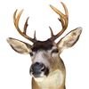 Image 2 : Vintage 10 Point Antler Whitetail Deer Head From Gander's Taxidermy