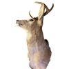 Image 2 : Vintage 6 Point Antler Whitetail Deer Head From Trophy Taxidermy